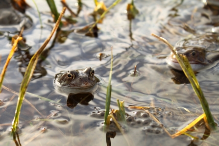 Frogs at Saint Nicholas Park by Becky Johnson