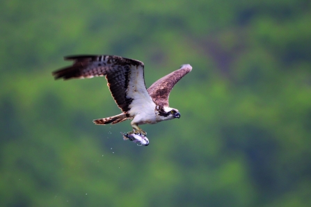 Osprey - Peter Cairns/2020VISION