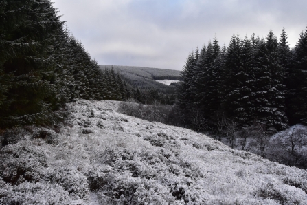 Wintery wildwood - Joel Ireland