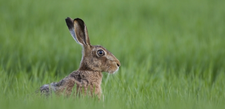 Brown Hare - Mark Hamblin/2020VISION