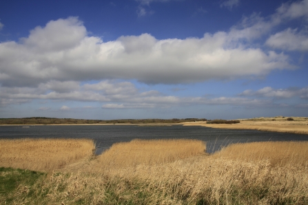 A photograph of East Chevington North Pool, which is surrounded by long dry grass.