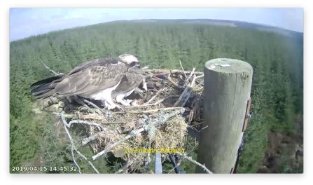 Ospreys at Kielder