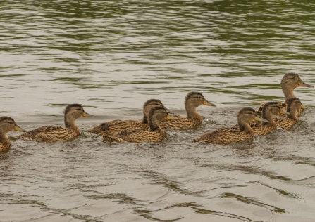 Duck and ducklings - Janet Packham