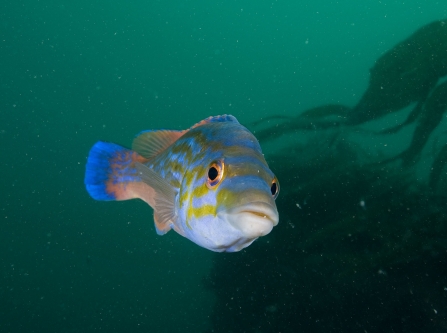 Male cuckoo wrasse - Paul Naylor