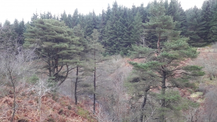 Wildwood William’s Cleugh Scots pines