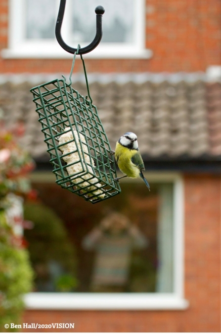 Blue tit - Ben Hall/2020VISION