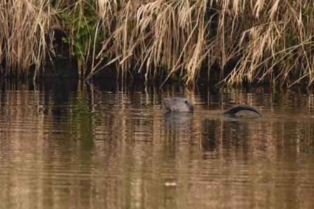 Otter - Joel Ireland