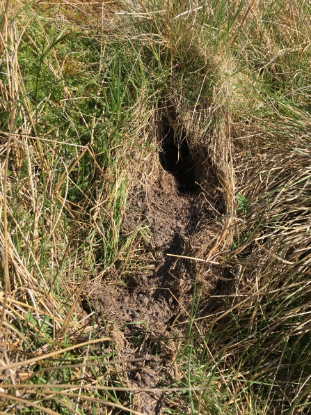 Signs of water vole - Joel Ireland