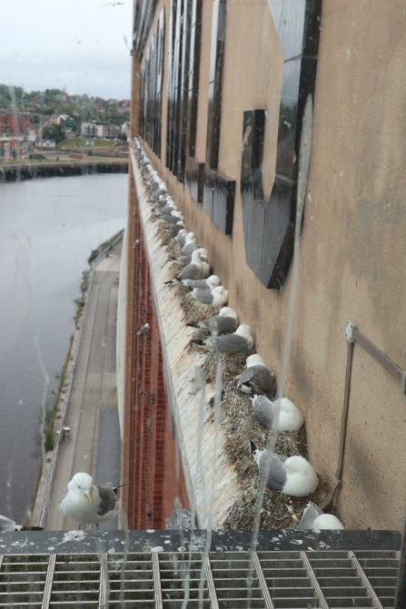 Baltic kittiwakes - Karen Statham