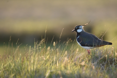 Lapwing - Joel Ireland