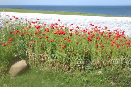 Picnic flowers - Karen Statham