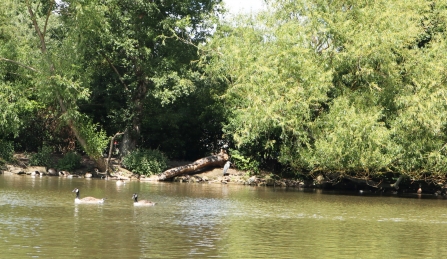 Leazes Park heron - Karen Statham