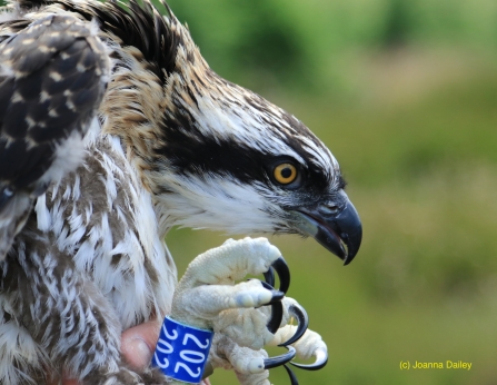 Osprey ringing - Joanna Dailey