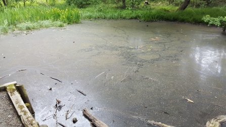 Priestclose Wood pond and algae - Geoff Dobbins