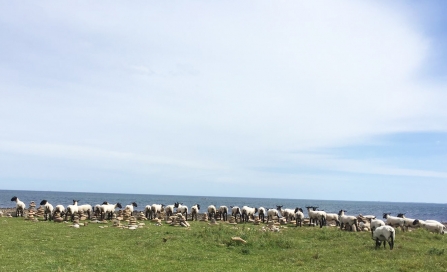 Holy Island sheep - Karen Statham