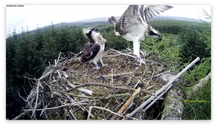 Ospreys at Kielder - Forestry England