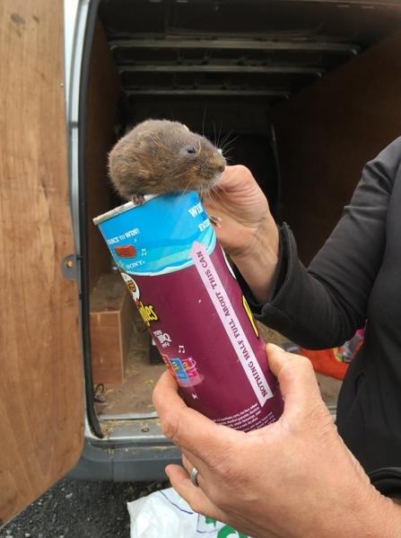 Water vole ready for release - Restoring Ratty