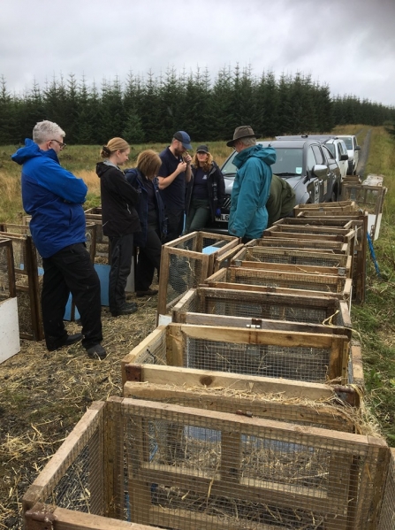 Water voles in their pens prior to release - Restoring Ratty