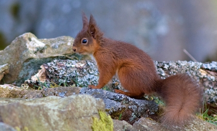 Red Squirrel - Steve Wrightson