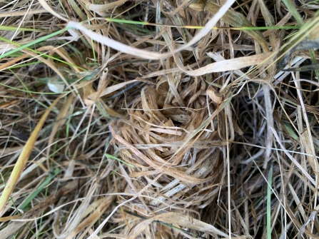 Harvest mouse nest - Sophie Webster