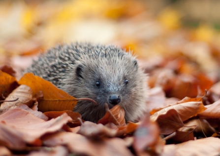 Hedgehog in leaves - Tom Marshall
