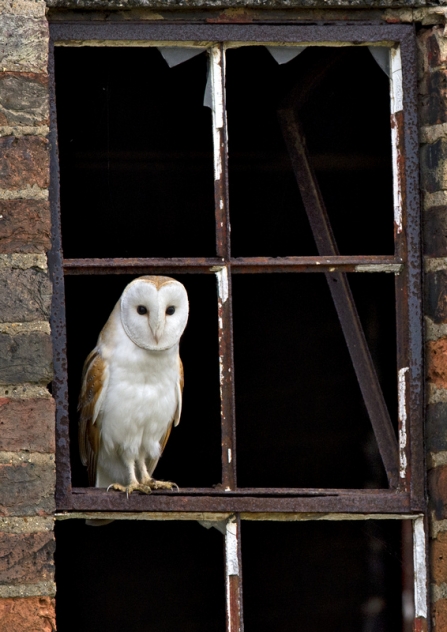 Barn owl - Andy Rouse/2020VISION