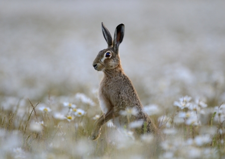 Brown Hare - David Tipling/2020VISION