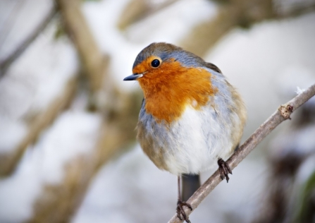 Robin in winter - Chris Maguire Photography
