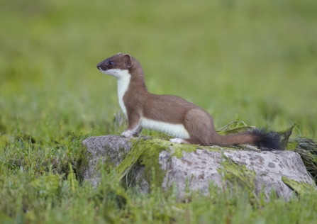 Stoat - Richard Steel/2020VISION