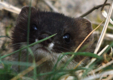 Stoat - Amy Lewis