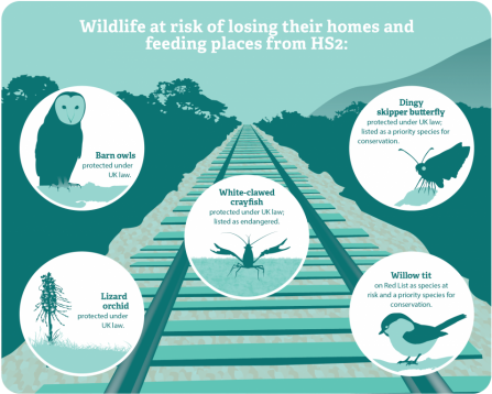 HS2 graphic - Wildlife Trusts