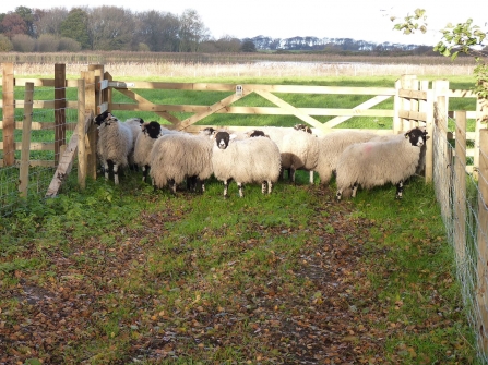 Sheep at Holywell Pond - Alan Watson