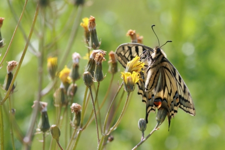 Swallow tail butterfly - Vicky Nall