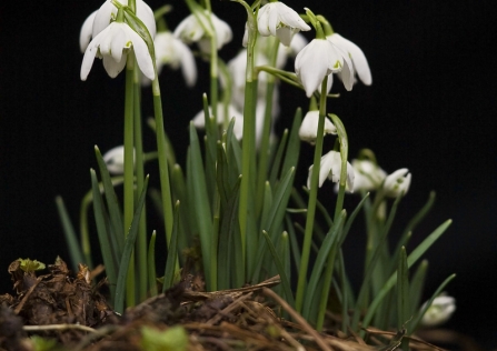 Snowdrops - Neil Aldridge