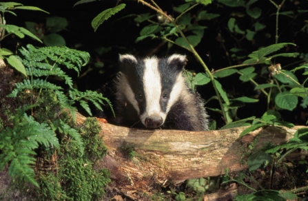 Badger - Allan Potts