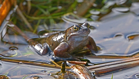 Frog - Steven Morris