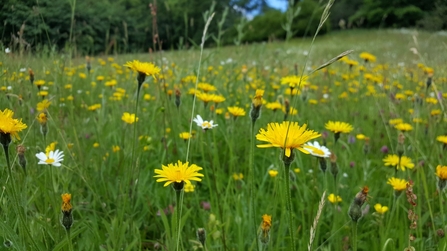 South Close meadow - Geoff Dobbins