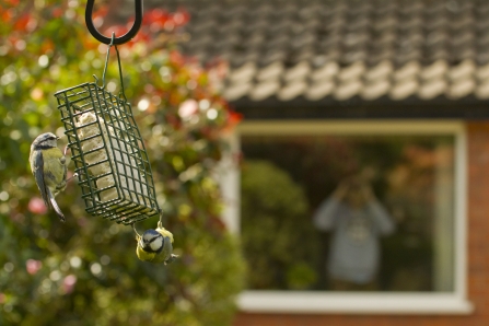 Blue tits outside window - Ben Hall/2020VISION