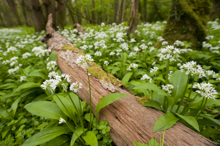 Wild garlic - Ross Hoddinott/2020VISION