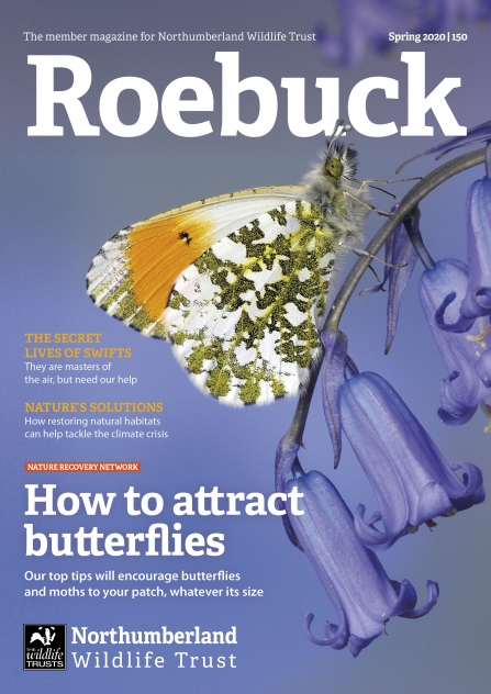 Roebuck 150 cover