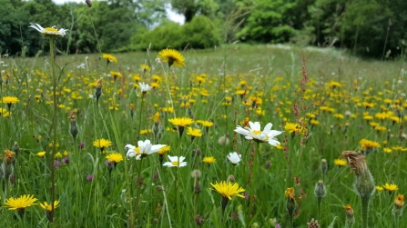 South Close Field - Geoff Dobbins
