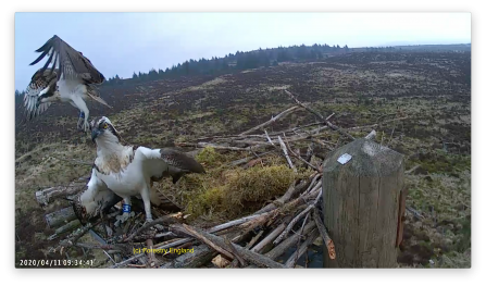 Ospreys W6 sees off intruder Y1 - Forestry England