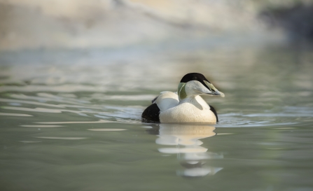 Male eider duck - Trai Anfield