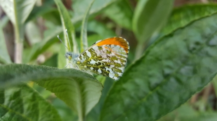 Orange tip butterfly - Geoff Dobbins