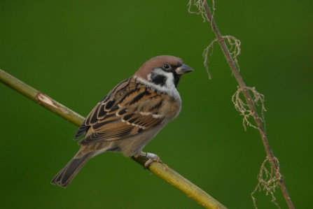 Tree sparrow - NWT