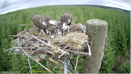 Kielder ospreys June 2020 - Forestry England