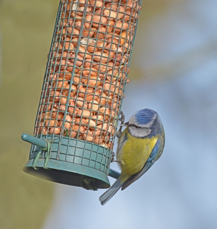 Blue tit - Steven Morris