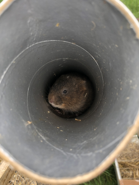 Water vole release - Alice McCourt