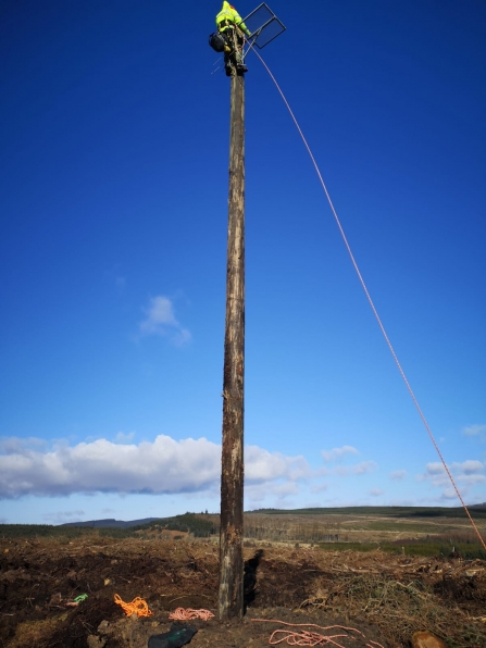 Nest Pole Installation - Forestry England