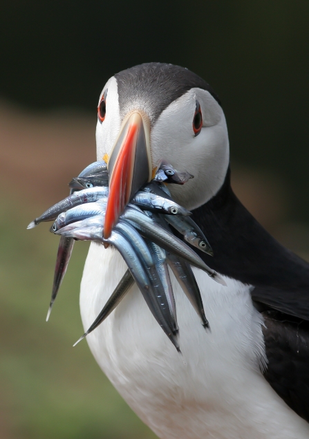 Puffin - Mike Snelle